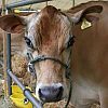 Alresford Show 2013